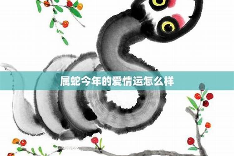 属蛇今年爱情运势2020