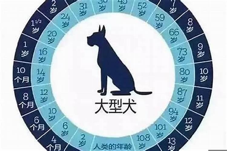 属狗的今年有多少岁了呀