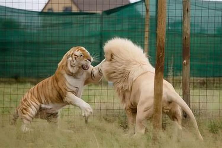 梦到老虎狮子一起出现攻击人类