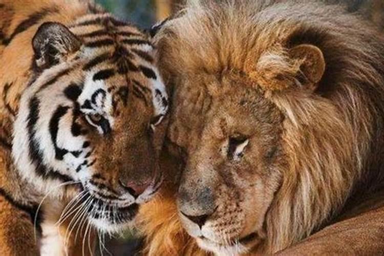 梦到老虎狮子一起出现攻击人类的行为