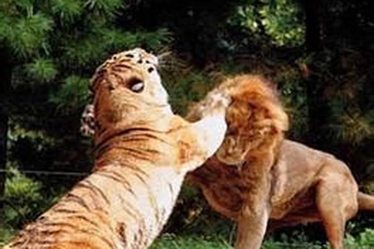 梦到老虎狮子一起出现攻击人类了
