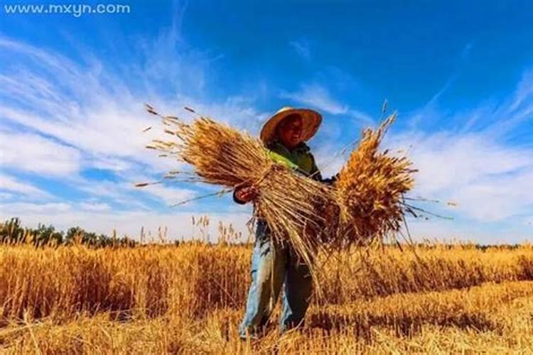 梦见小麦粒是什么意思