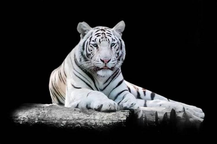梦到纯白色的老虎