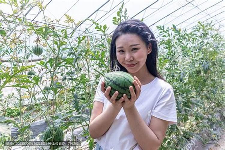 女人梦见地里摘西瓜