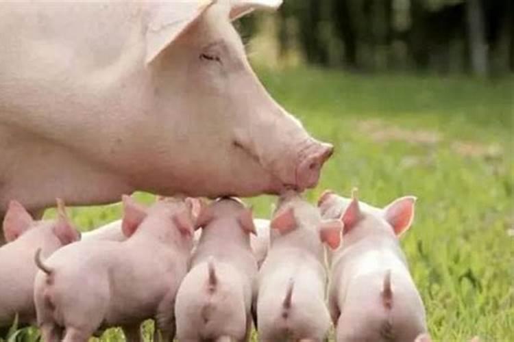梦见猪妈妈和猪宝宝