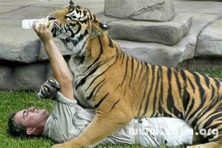 梦见老虎狮子咬自己是什么预兆