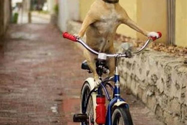 梦见狗骑自行车是什么意思