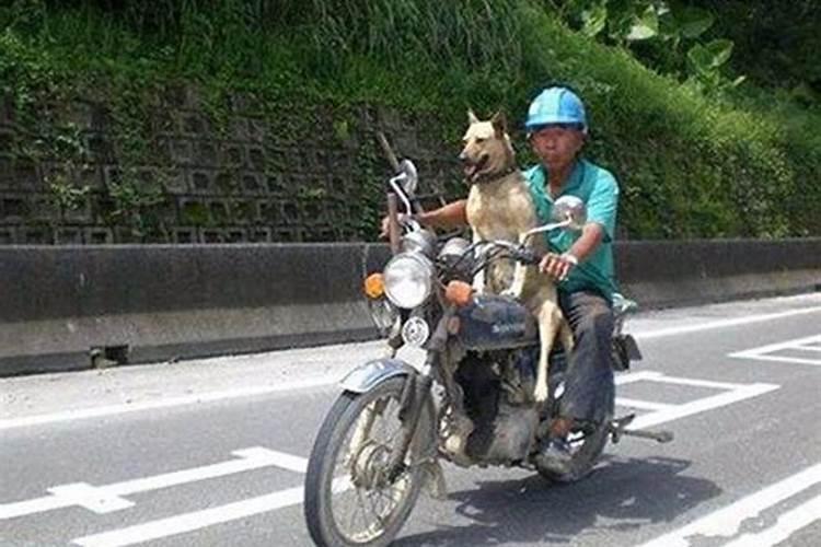 梦见骑摩托车撞到狗