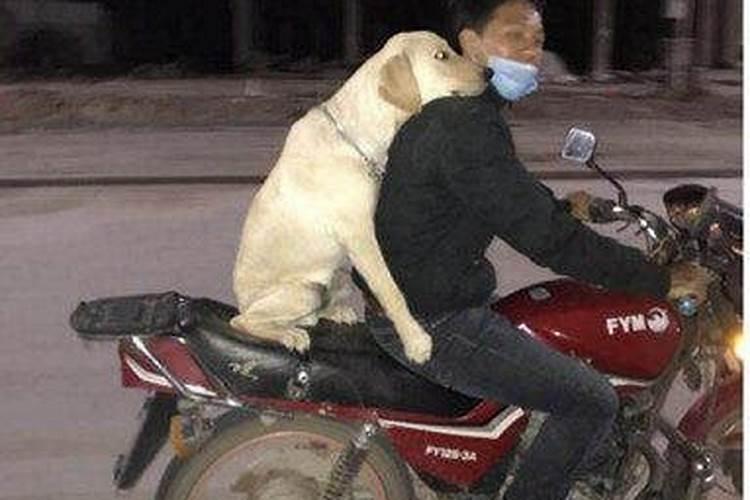 梦见骑摩托车遇到狗