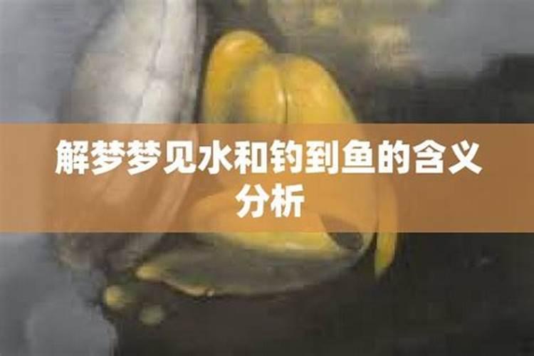 怀孕后经常梦到水和鱼