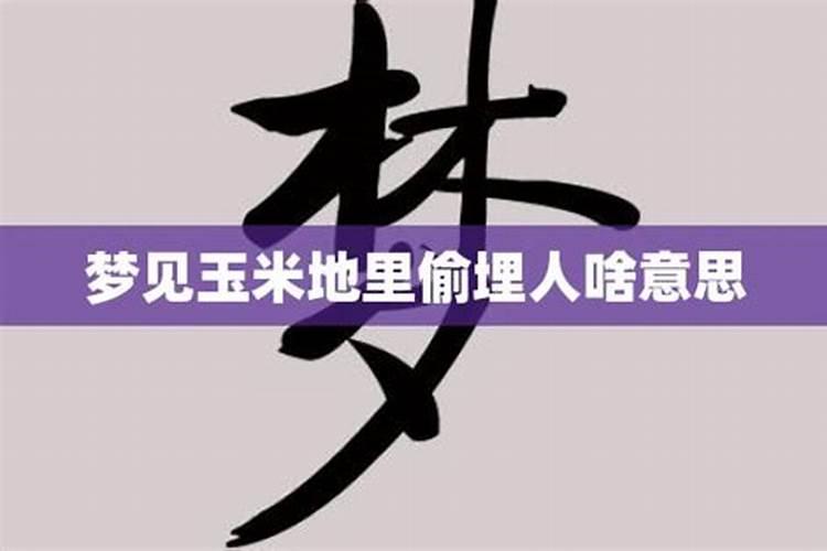 女士梦见地里的玉米棒被偷了啥意思