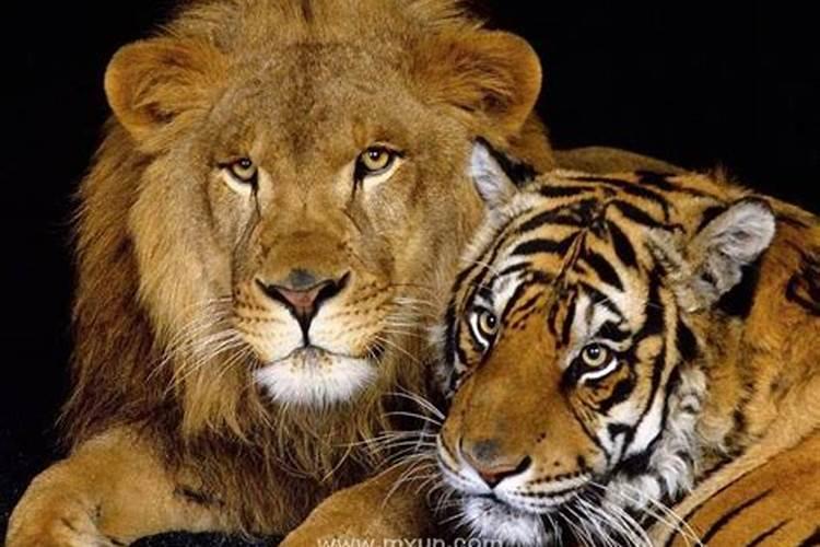 梦见老虎和狮子攻击人