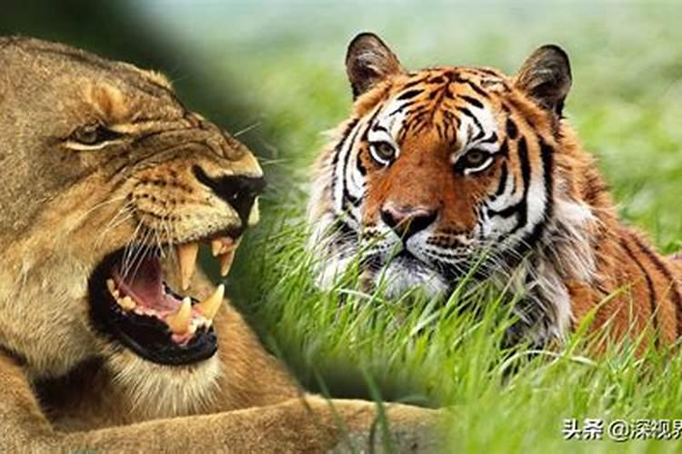 梦见老虎和狮子攻击人