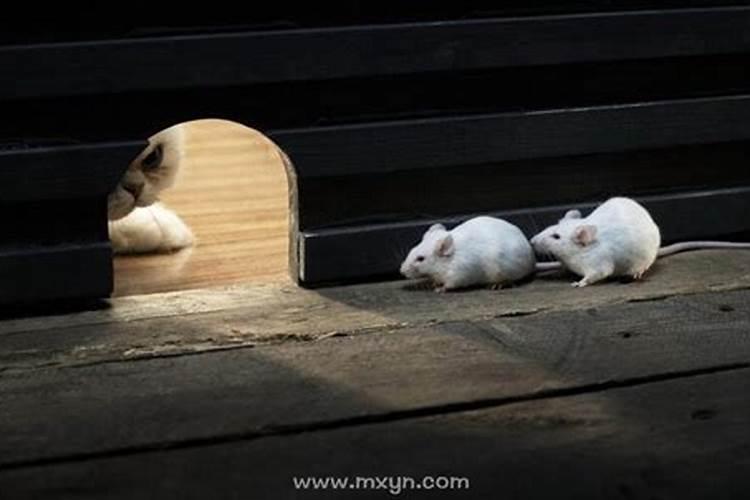 梦见一群老鼠是什么意思