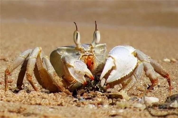 螃蟹代表什么生肖