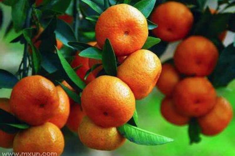梦到橘子是什么意思