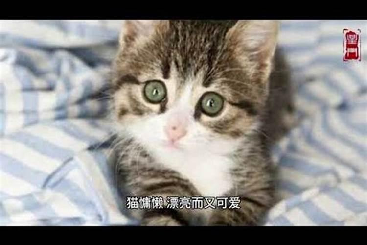 做梦梦见猫是什么意思