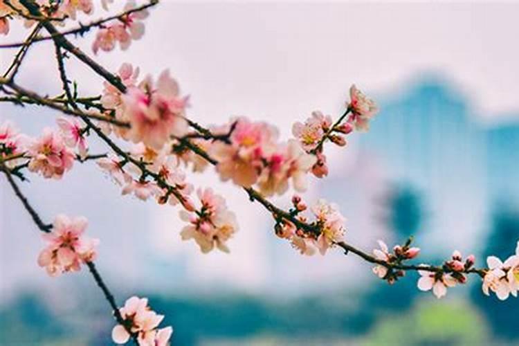 做梦梦到桃花树边上长了一束菊花