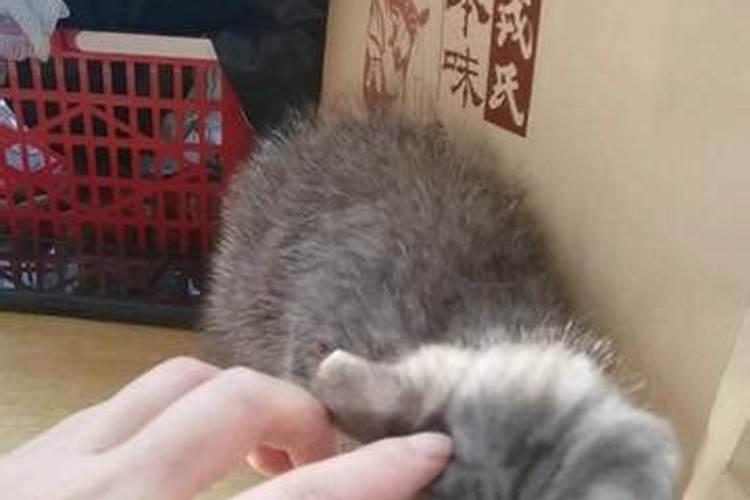 梦到捡了一只猫但是猫死了什么意思