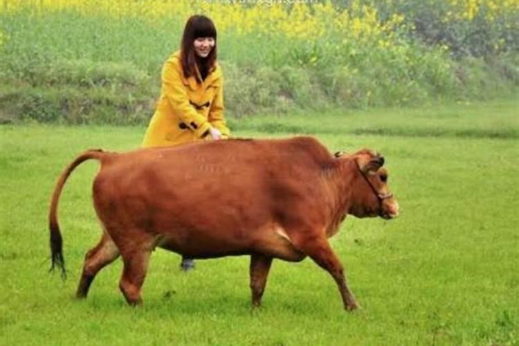 女人梦见牛是什么预兆梦见牛挡路