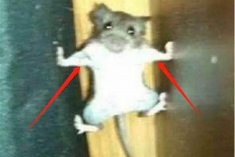 家里有老鼠有什么预兆