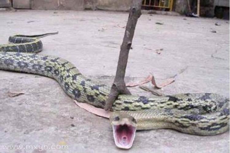 梦见死蛇是什么意思