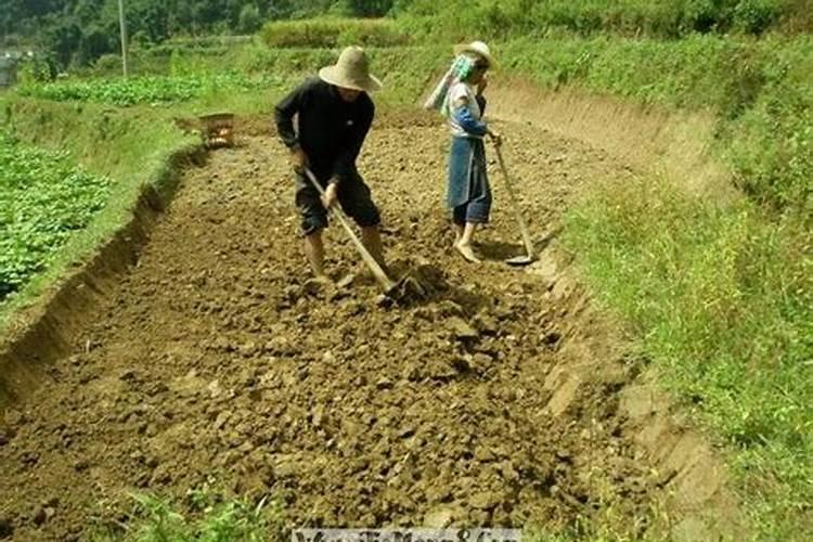 梦见自己去山上挖地