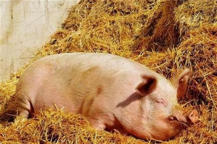 梦见猪是什么意思请周公解梦