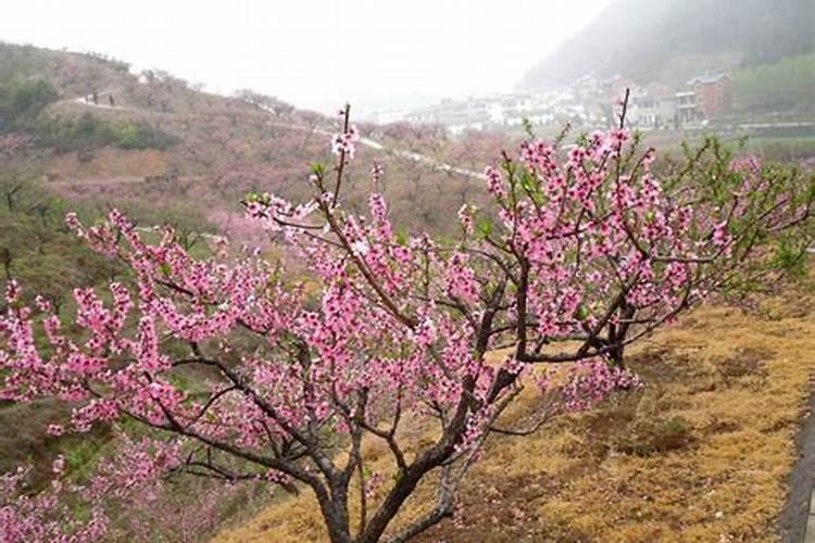 乌梅适合栽在房前吗