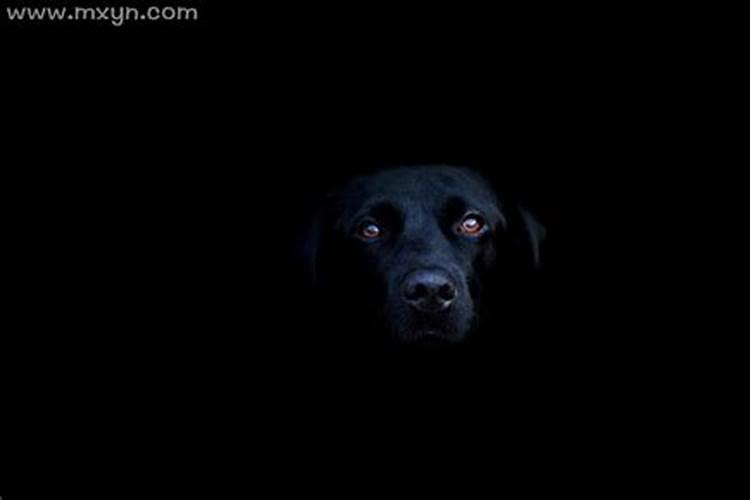 梦到大黑狗是什么征兆