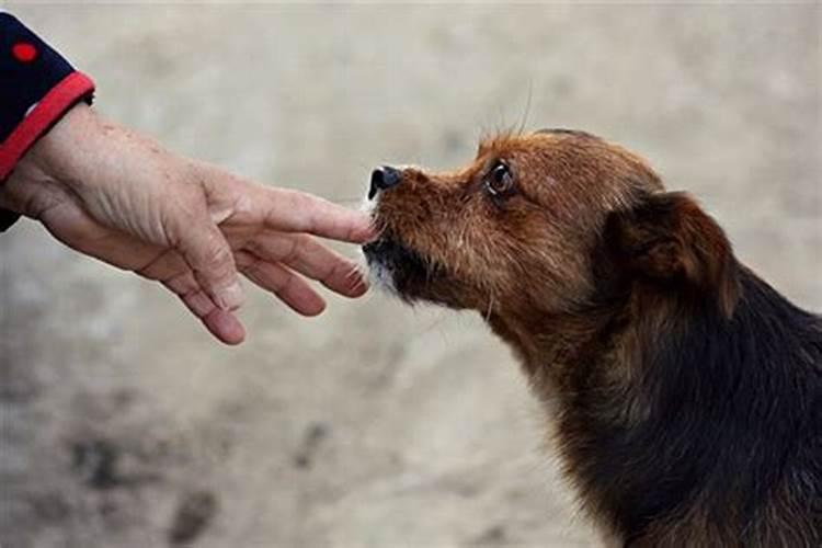 梦见狗咬自己腿是什么预兆解梦