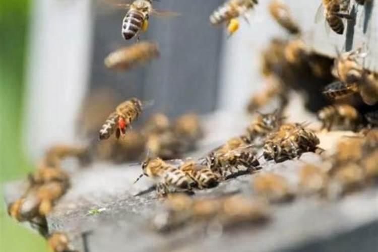 蜜蜂缠人是什么预兆
