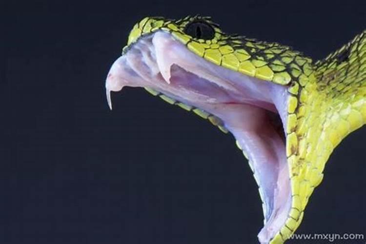 5种征兆要发财梦见蛇