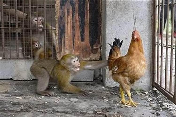 猴子和鸡属相合吗