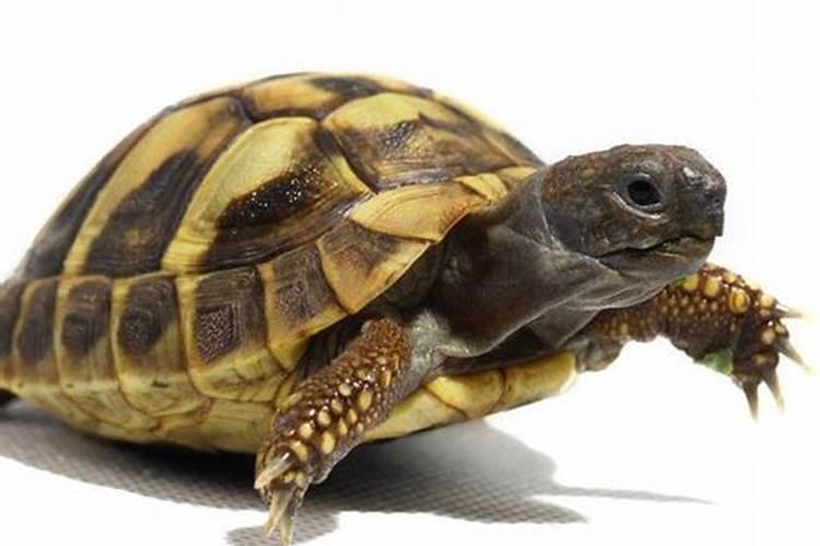 梦到一个好大的乌龟是什么意思