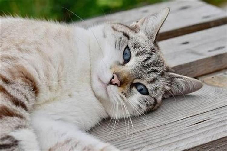 孕晚期梦见死猫而复活什么意思