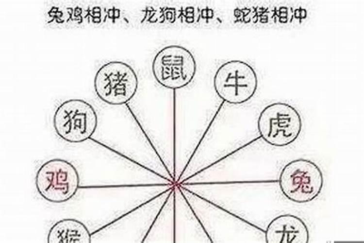 十二属相的相冲是什么意思