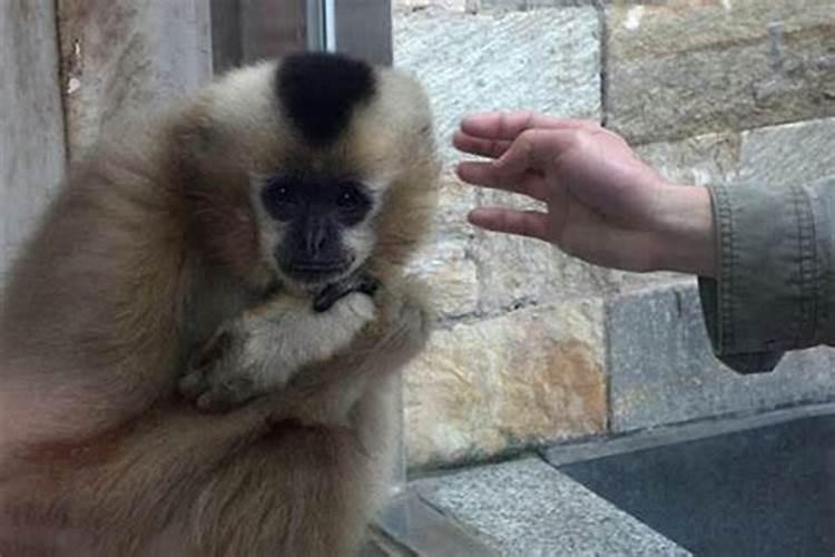 鼠和猴属相配婚姻如何