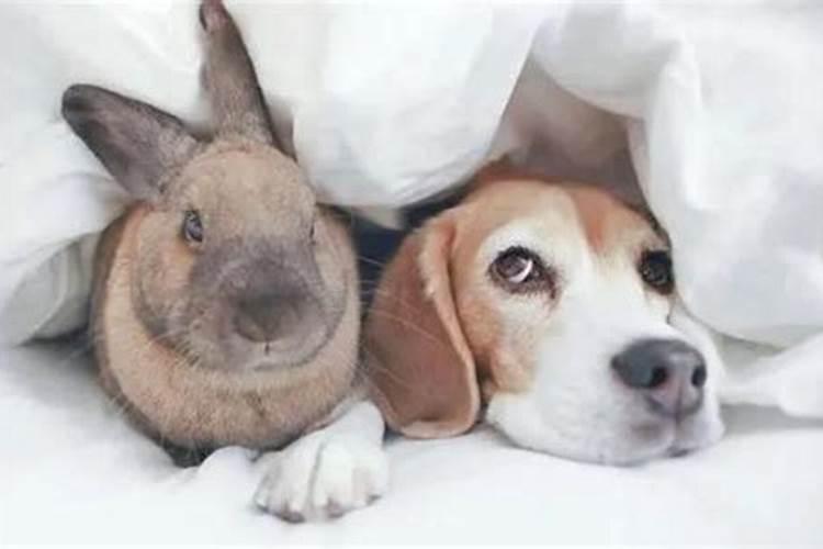 属相狗与兔相合吗