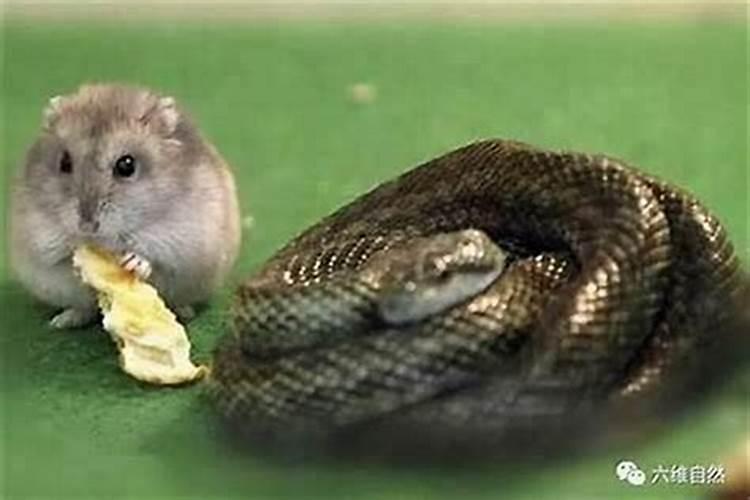 为什么鼠是蛇的贵人呢