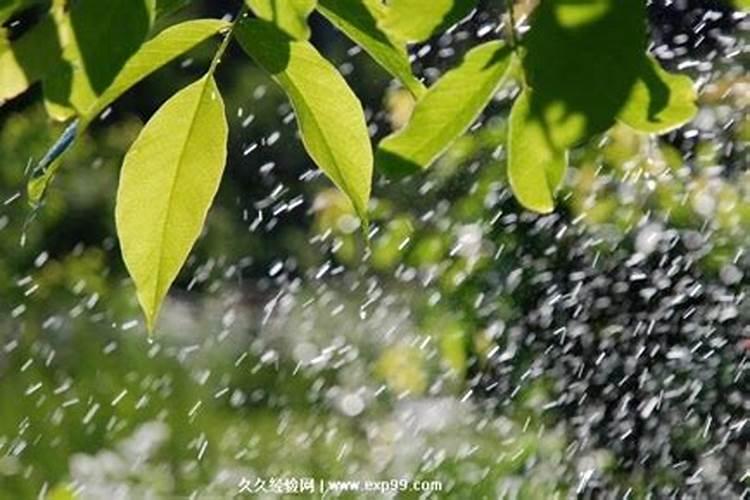 梦见水,下雨