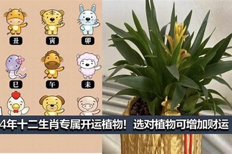 12生肖财运植物