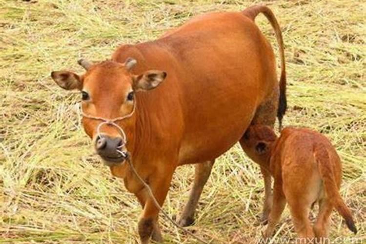 孕妇梦见牛是什么意思