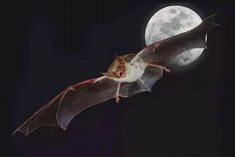 女梦见蝙蝠是什么征兆