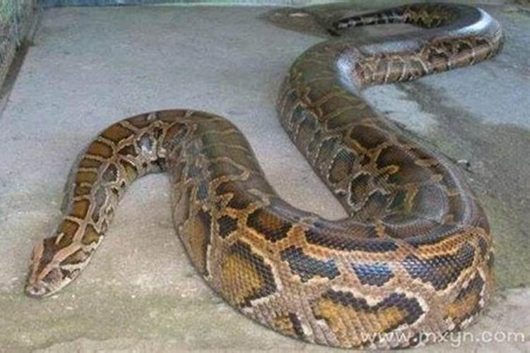 梦到两条大蟒蛇是什么寓意