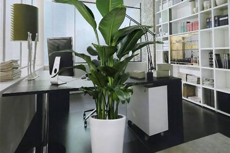 办公室植物的摆放风水