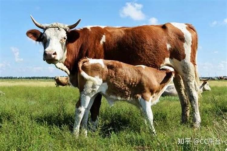 梦见母牛生下小母牛代表什么
