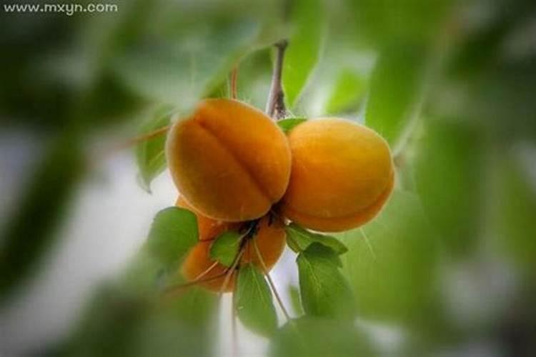 梦见自己吃杏子是什么意思