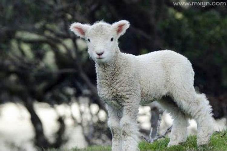 女人梦见小羊羔是什么预兆