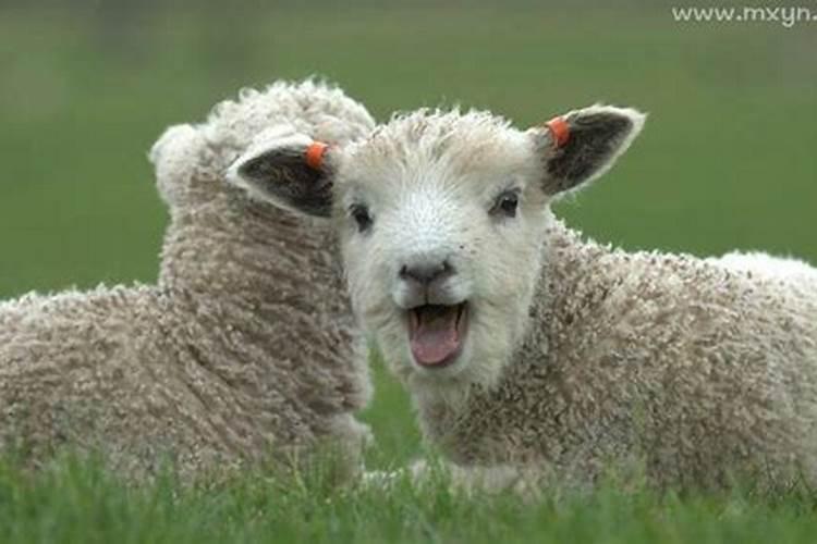 女人梦见小羊羔跟着自己是什么意思